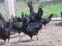 Kỹ thuật và Quy trình chăm sóc nuôi gà H'Mông thương phẩm