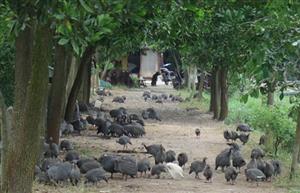 Trang trại gà Sao - gà Trĩ có quy mô lớn nhất Việt Nam 2017