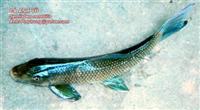 Các loài cá nước ngọt Quý hiếm ở Việt nam