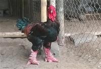 Giá bán gà Đông Tảo - Giống thuần chủng, Giống loại khủng, chân đỏ, chân to,...