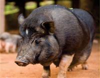 Phân biệt  Lợn rừng - Lợn mường - Lợn đen - Lợn quê