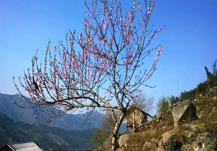 CÀNH ĐÀO RỪNG - MỘC CHÂU