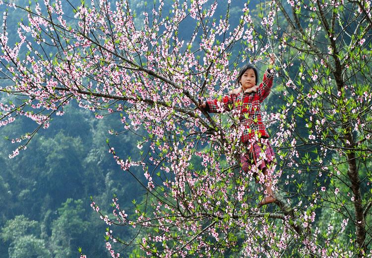 ĐÀO RỪNG CÁNH GHÉP - SAPA