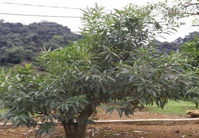 GỐC ĐÀO MÈO CỔ THỤ - GỐC TO