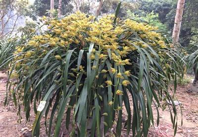 ĐỊA LAN SAPA -  HOA DÀI 100 CM