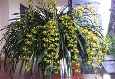 ĐỊA LAN SAPA - HOA DÀI 120CM