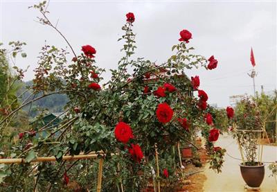 HỒNG CỔ SƠN LA - CHẬU LỚN