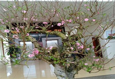 GỐC ĐÀO MÈO CỔ THỤ - GỐC NHỎ
