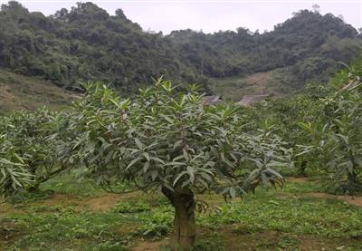 GỐC ĐÀO MÈO CỔ THỤ - GỐC  VỪA