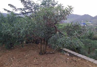 GỐC ĐÀO MÈO CỔ THỤ - GỐC KHỦNG