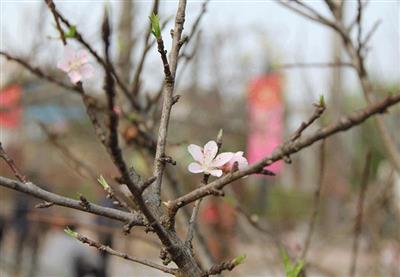 ĐÀO RỪNG CÁNH ĐƠN - SAPA