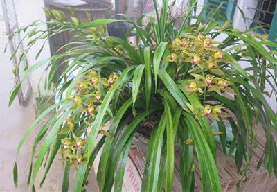 ĐỊA LAN SAPA -  HOA DÀI 50 CM