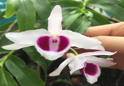 PHI ĐIỆP TÍM HÒA BÌNH