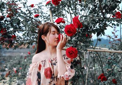 HỒNG CỔ SƠN LA - CHẬU GIỐNG