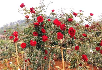 HỒNG CỔ SƠN LA - CÂY THẾ