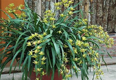 ĐỊA LAN SAPA - HOA DÀI 90 CM