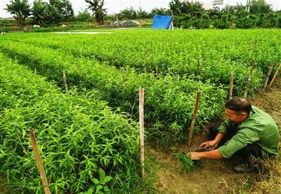 CÂY ĐÀO GIỐNG MỘC CHÂU