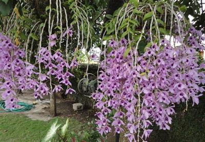 PHI ĐIỆP TÍM HÒA BÌNH