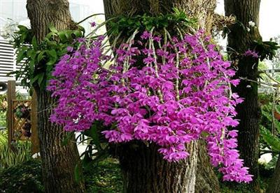 PHI ĐIỆP TÍM HÒA BÌNH