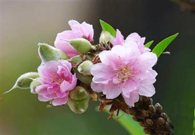 CỬU PHẨM - HỒNG THẮM