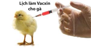 Lịch tiêm phòng vacxin cho gà đã tiêm phòng vacxin 5 bệnh