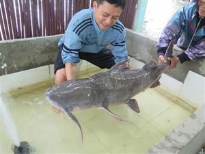 Vietnamnet - Đại gia chi 70 triệu mua thủy quái sông Đà đãi khách