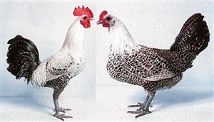Giá bán gà Siêu trứng: Gà Ai Cập, gà Lương Phượng, gà D300, gà ISA Brown,...
