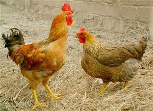 Tạo nguồn thức ăn tự nhiên cho gà thả vườn