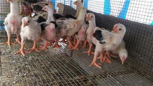 Chăm sóc gà Đông Tảo một tháng tuổi