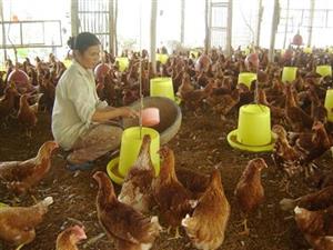 Kỹ thuật xây dựng chuồng úm và chăm sóc gà con theo từng giai đoạn