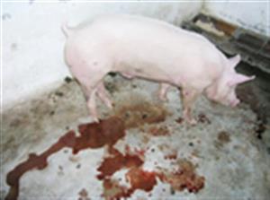 Bệnh hồng lỵ trên lợn