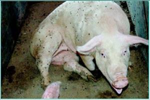 Bệnh viêm đường hô hấp phức hợp ở lợn