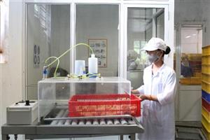 Ứng dụng vaccine thế hệ mới phòng 04 bệnh cho gà giống 01 ngày tuổi - Hatthocvang Vietnam