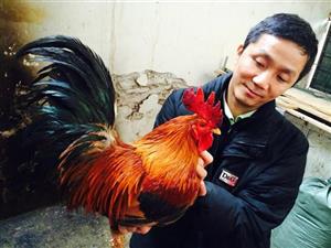 Vietnamnet - Bộ 5 con gà tiến vua nhà giàu lùng ăn Tết