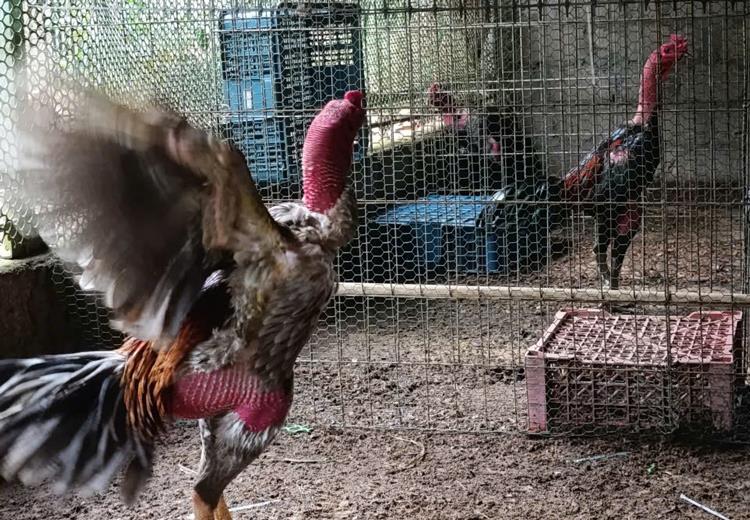 Ga chọi nòi - Trống đúc tiêu chuẩn 3