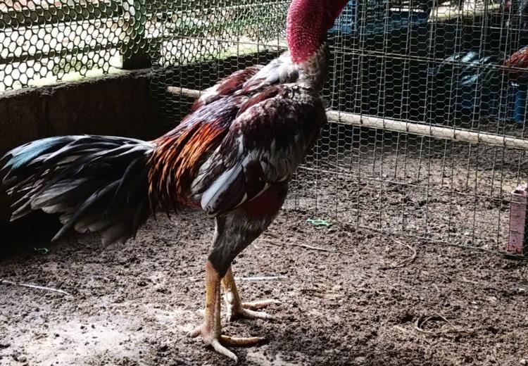Ga chọi nòi - Trống đúc tiêu chuẩn 4 2