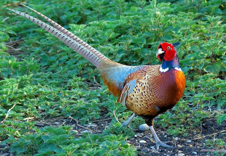 Chim trĩ đỏ - “sản vật tiến Vua” | Báo Dân trí