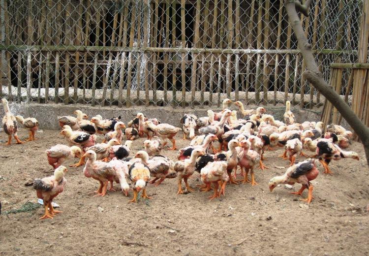 Gà Đông Tảo - 1 tháng tuổi