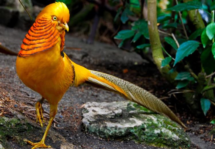 Chim trĩ 7 màu – Cách nuôi, nguồn gốc và đặc điểm