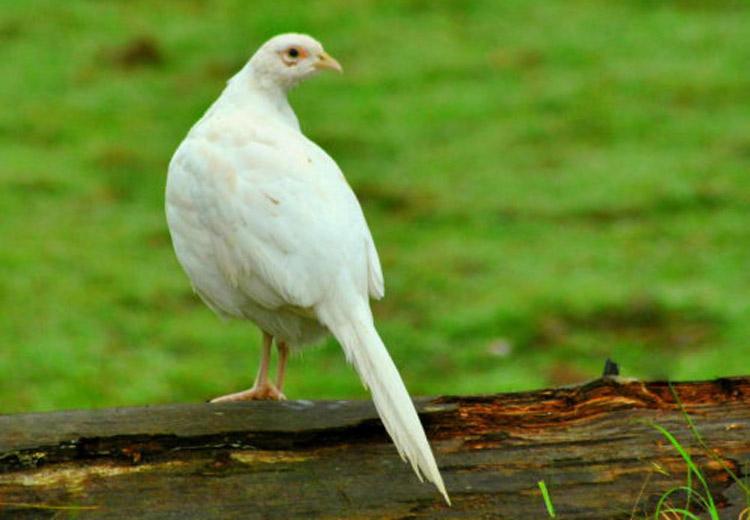 Bí quyết giúp chim trĩ trắng có khả năng tình dục 'thiên hạ vô địch'