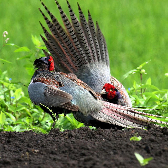 Hướng dẫn cách nuôi chim trĩ đỏ cho hiệu quả kinh tế cao