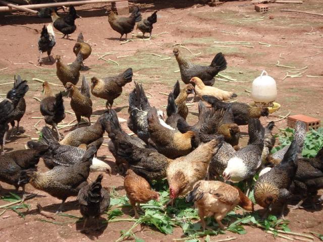 Kỹ thuật và Quy trình chăm sóc nuôi gà H’Mông thương phẩm