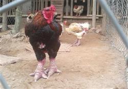 Trại gà Đông Tảo - Hatthocvang