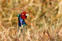 Trại chim trĩ xanh - Hatthocvang