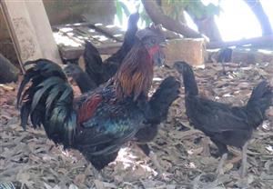 Giá bán các giống gà thuốc - gà tộc - gà bản địa: gà h mông thuần, gà h mông lai, gà ác trắng, gà ác đen, gà Sao