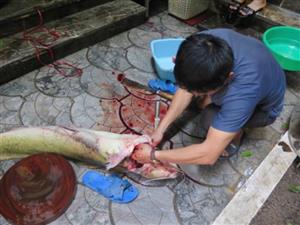 Vietnamnet - Xẻ thịt cá lăng sông Đà 1,5 mét: Đại gia làm bữa nhậu
