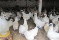 Giới thiệu giống gà Ác trắng - Gà thuốc bổ dưỡng, cần Bảo tồn & Phát triển