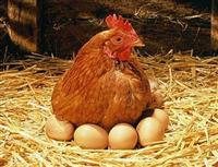 Quy trình chuẩn làm Vaccin phòng bệnh cho gà giống, gà đẻ trứng, gà thịt