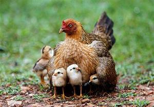 Tư vấn - Quy trình làm Vaccine phòng bệnh cho gà đẻ trứng