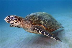 Giới thiệu về 05 loại rùa biển quý hiếm của Việt Nam được liệt kê vào Sách Đỏ, nguy cấp, quý, hiếm,...